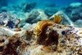 Felimare picta -Mediterranean biggest nudibranch, underwater photography Royalty Free Stock Photo