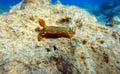 Felimare picta -Mediterranean biggest nudibranch, underwater photography Royalty Free Stock Photo