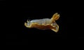 Felimare picta -Mediterranean biggest nudibranch, underwater photography Royalty Free Stock Photo