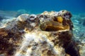 Felimare picta -Mediterranean biggest nudibranch, underwater photography Royalty Free Stock Photo