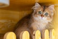 felinae british shorthair cat in her house Royalty Free Stock Photo