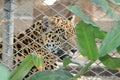 A feline animal behind bars in zoo. Royalty Free Stock Photo