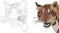 Feline animal carnivorous tiger face-