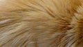 a feline animal pet kitty pets closeup long cat hair furry coat warm hair fluffy animal allergy pattern natural striped animals Royalty Free Stock Photo