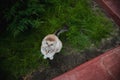 Feline animal pet siamese domestic cat walking outdoor on green grass Royalty Free Stock Photo