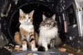 feline and canine astronaut explorers in space shuttle, floating among starry expanse
