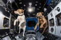 feline and canine astronauts floating in zero gravity, gazing at the stars