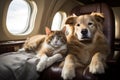 Feline and Canine Relaxation: Cat and Dog Resting in Private Jet Cabin . AI Royalty Free Stock Photo