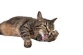 Feline cat laying down licking her paw on solid background