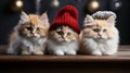 Feline Celebrations: Photographing Cats in the Greeting Card, Capturing the Magical Essence of the Christmas Holidays...Greeting