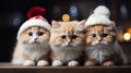 Feline Celebrations: Photographing Cats in the Greeting Card, Capturing the Magical Essence of the Christmas Holidays...Greeting