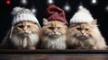 Feline Celebrations: Photographing Cats in the Greeting Card, Capturing the Magical Essence of the Christmas Holidays...Greeting