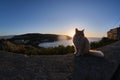 Feline colony during sunup on calamosca beach from capo sant`Elia lighthouse