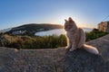 Feline colony during sunup on calamosca beach from capo sant`Elia lighthouse