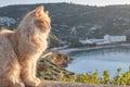 Feline colony during sunup on calamosca beach from capo sant`Elia lighthouse