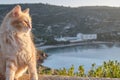 Feline colony during sunup on calamosca beach from capo sant`Elia lighthouse