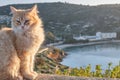 Feline colony during sunup on calamosca beach from capo sant`Elia lighthouse