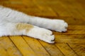 Feline domestic cat paws