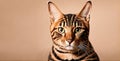 Feline elegance: Cat over a solid background, adorable and photogenic