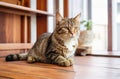 Feline Elegance: Cat Posing Gracefully on a Wooden Floor.