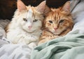 Feline Elegance: A Cozy Portrait of Two Siblings in Subdued Tone