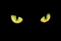 Feline eye in the dark