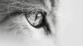 Feline Eye. Furry Animal Eye. Pencil Drawing of Eye Royalty Free Stock Photo
