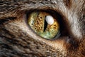 Feline eye presenting sharp detail, vertical pupil, and intricate patterns of iris Royalty Free Stock Photo