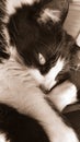 Feline Eye Sepia Royalty Free Stock Photo