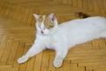 Feline face portrait, domestic cat Royalty Free Stock Photo