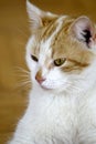 Feline face portrait, domestic cat Royalty Free Stock Photo