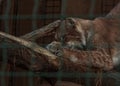 Feline family lynx animal sharpen nails
