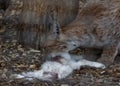Feline family lynx meal time