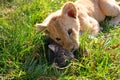 Feline family Royalty Free Stock Photo