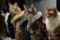 feline fashion designer on catwalk, showing off latest collection of fur coats