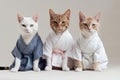 Feline Fashionistas Strike a Pose: Three Cats in Human Clothes Doing Karate on White Background.