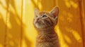 Feline Festivities: Adorable Cat on Yellow Background for a Birthday Greeting Card