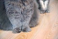 Feline fluffy paws close-up on a wooden floor. a gray long-haired cat and a striped white shorthair cat Royalty Free Stock Photo