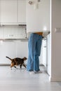 Feline friend of pet lover looking into opened fridge, fawning, waiting for sausage, tasty meal