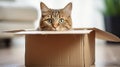 Feline Fun - Funny cat in cardboard box at home Royalty Free Stock Photo