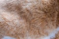 Feline fur texture background, fluffy shorn red Royalty Free Stock Photo