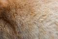 Feline fur texture background, fluffy shorn gently red