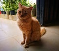 Orange yellow furry sleepy cat living in a traditional home in rural environment