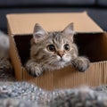 Feline hideaway Cute cat in cardboard box on cozy carpet