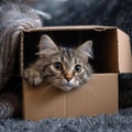 Feline hideaway Cute cat in cardboard box on cozy carpet