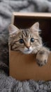 Feline hideaway Cute cat in cardboard box on cozy carpet