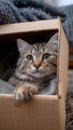 Feline hideaway Cute cat in cardboard box on cozy carpet