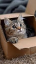 Feline hideaway Cute cat in cardboard box on cozy carpet