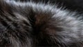 a feline kitty pets closeup long cat hair furry coat warm hair fluffy animal allergy pattern natural striped animal pet animals Royalty Free Stock Photo