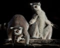 Feline lemur with luminous clear eyes in the dark